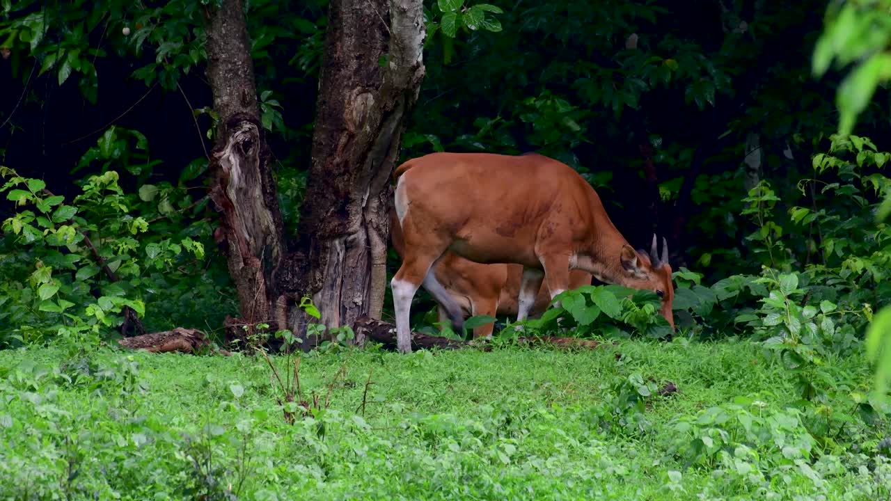 banteng 또는 tembadau는 동남아시아에서 발견되고 일부 국가에서는 멸종된 야생 소입니다.