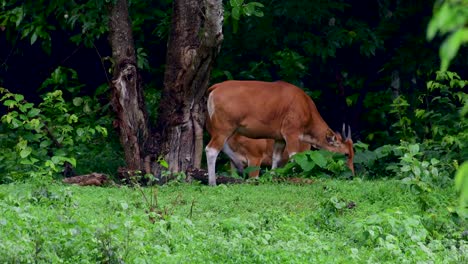 Banteng-Oder-Tembadau-Ist-Ein-Wildrind,-Das-In-Südostasien-Vorkommt-Und-In-Einigen-Ländern-Ausgestorben-Ist