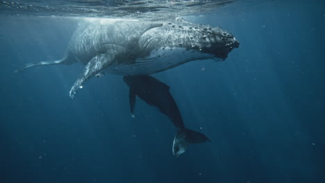 la ballena jorobada madre que amamanta alimenta a su bebé tirando leche grasa de sus glándulas mamarias