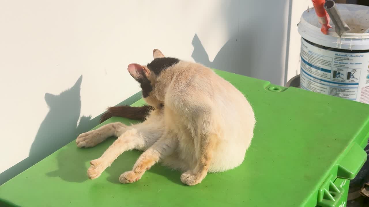 Un gatto bianco e nero si lecca il pelo mentre prende il sole su un bidone verde.