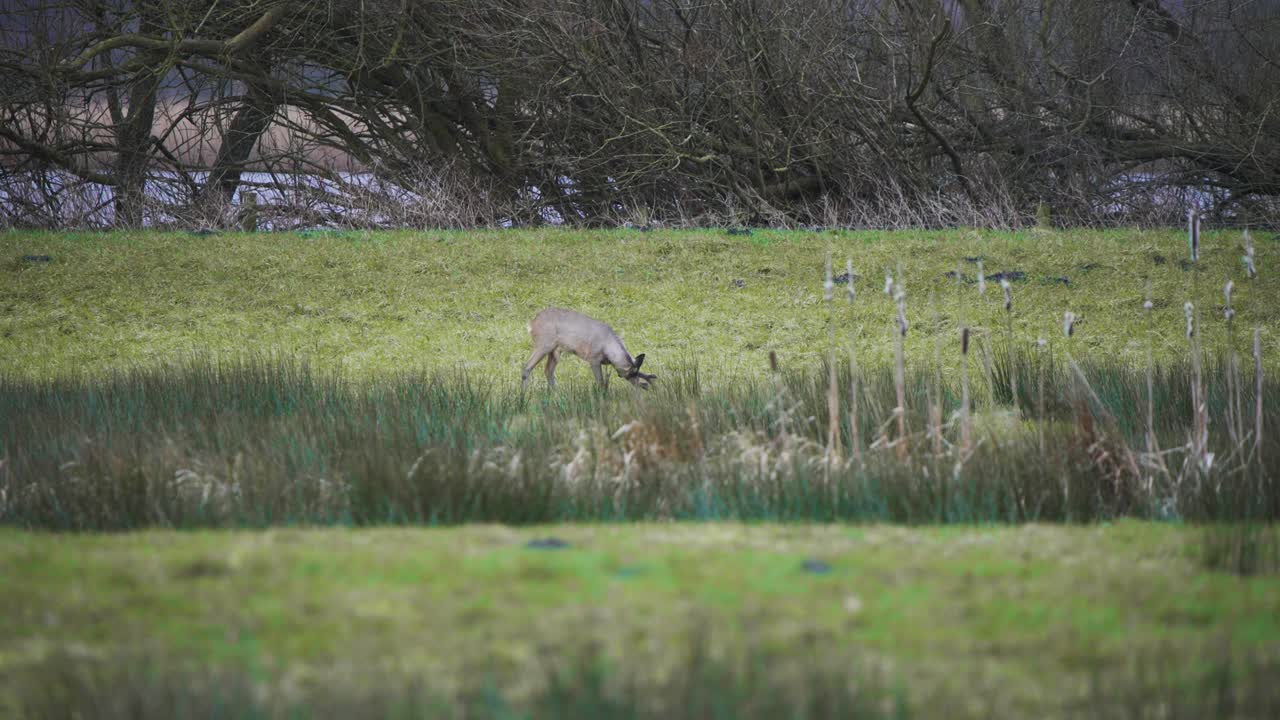 Capriolo maschio al pascolo in una zona umida erbosa sulla riva del fiume in un giorno d'autunno