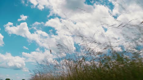 low angle of wheat field and sky