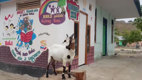 A-goat-posing-and-not-moving-initially-in-Komodo-Village-in-Komodo-National-Park,-Flores,-Indonesia