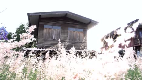 beautiful wild grass flower blowing by wind warmer tone wind on summer sunny day