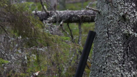 A-hunting-shotgun-leans-against-a-tree-in-the-forest