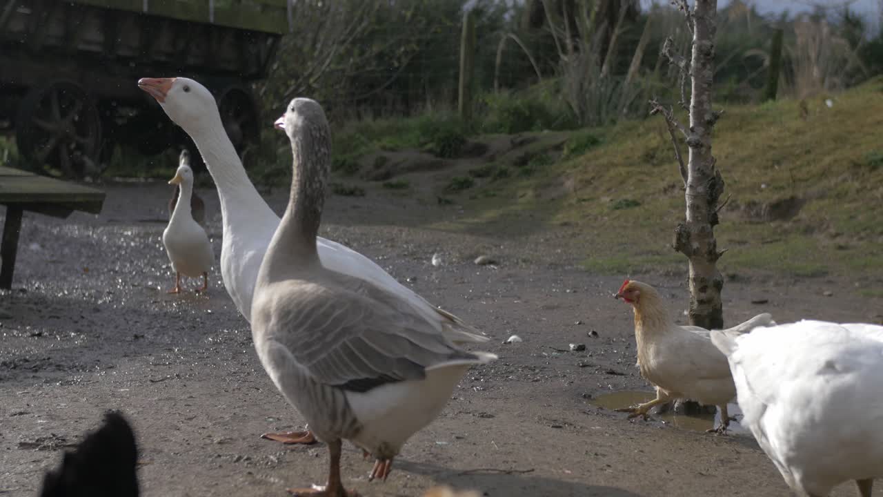 Different Poultry Scrambling For Cover From The Rain - medium shot