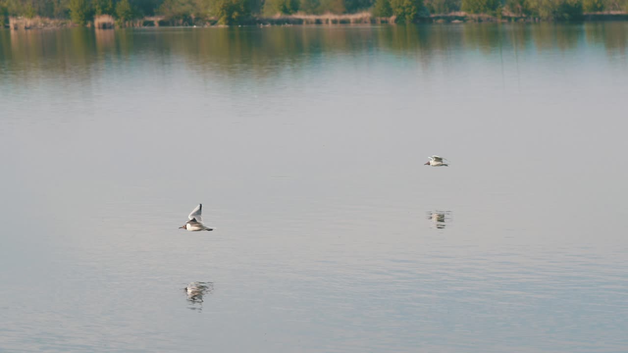 Shot of a seagull circling over water. Two birds flying from one side to the other. The animal bounces off the water in flight. The lake is shrouded in shadow after the golden hour. Czech Republic