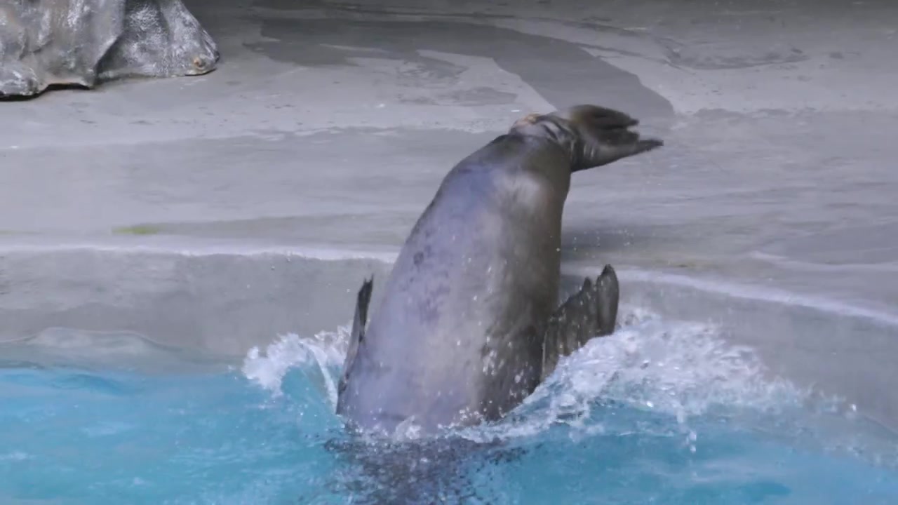 Leone marino della California che si tuffa in acqua in ultra slow motion con dettagli delle pinne 4K.