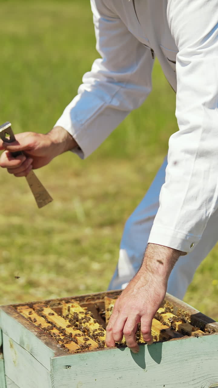 Beekeeper checking bees in a hive. Bee worker in white protective suit working on the apiary in summer time. Many bees flying. Vertical video