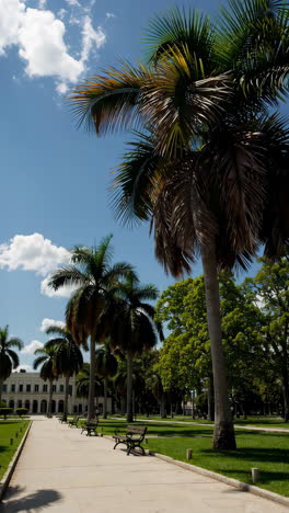 palm-lined park pathway under a sunny sky