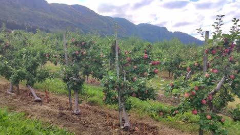 old farmer driving his tractor behind rows of apple trees in hardanger norway- harvest season with red ripe apples - handheld static