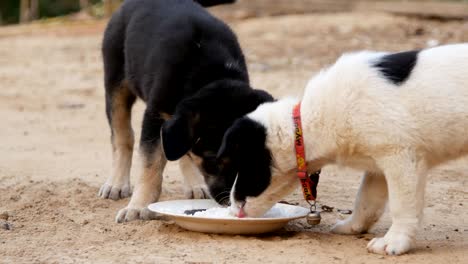 two puppies eating from milk bowl in the garden