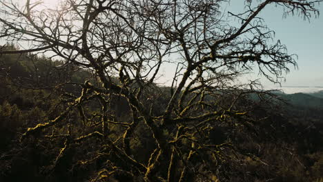 cinematic shot of a tree in the morning light overlooking the santa cruz mountains with fog in the valleys below
