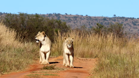 frontal shot, two majestic lionesses walk on dirt road through tall grass