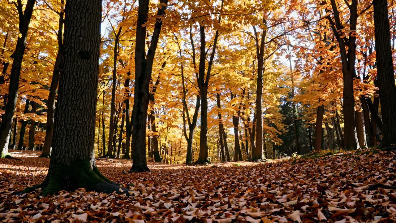 Low-angle video shot of a forest in autumn, showcasing vibrant orange and yellow leaves