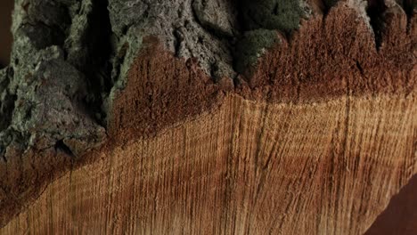 structure of a stump fibre and bark from a saw cut tree trunk. plant based biomass material used as fuel. close up view of fiber and cork texture of real wooden tree cross cut. organic background.