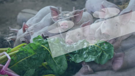 piglets feeding on leafy greens in farm pen, displaying flat design animated illustration