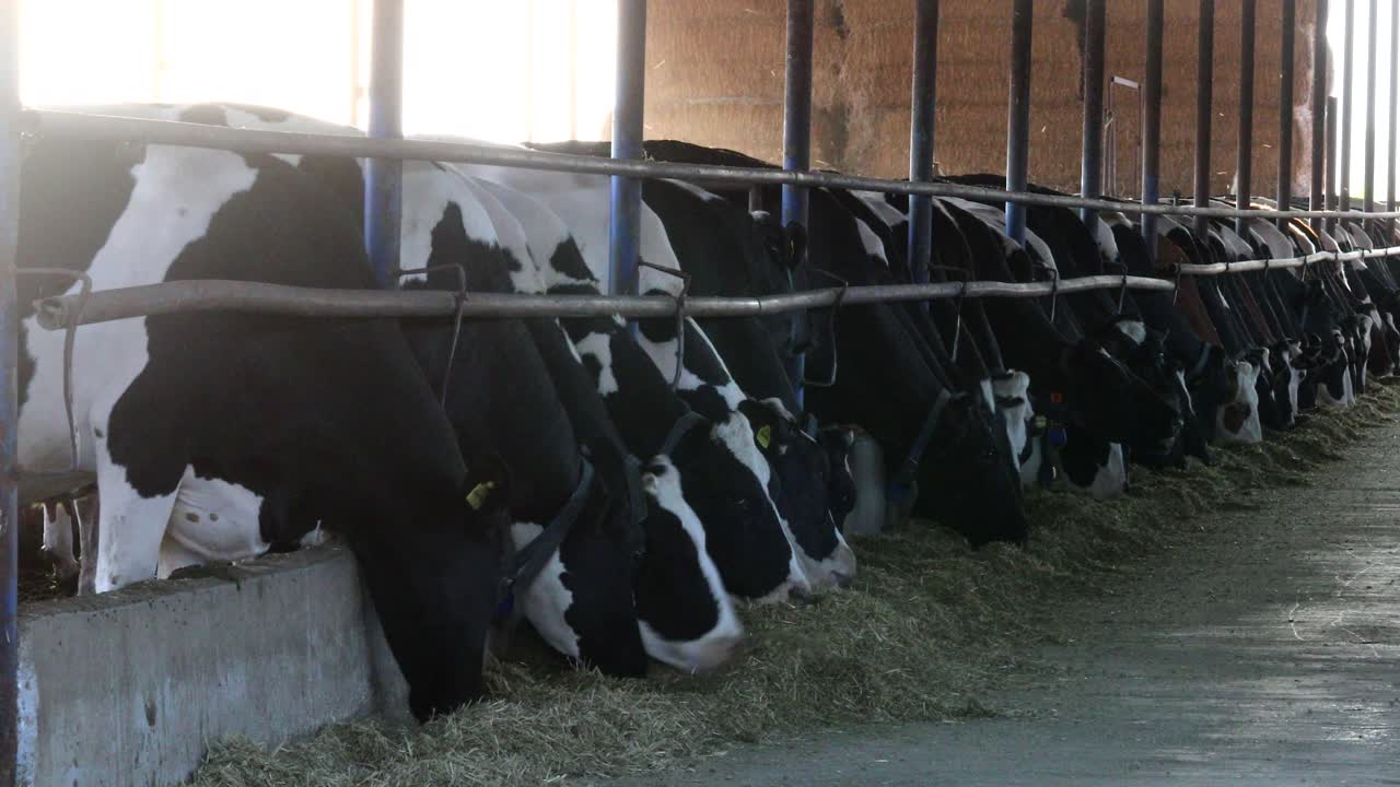 Images of cows eating hay in the barn