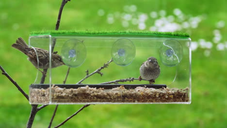 two sparrows feeding from a bird box , perched on a branch