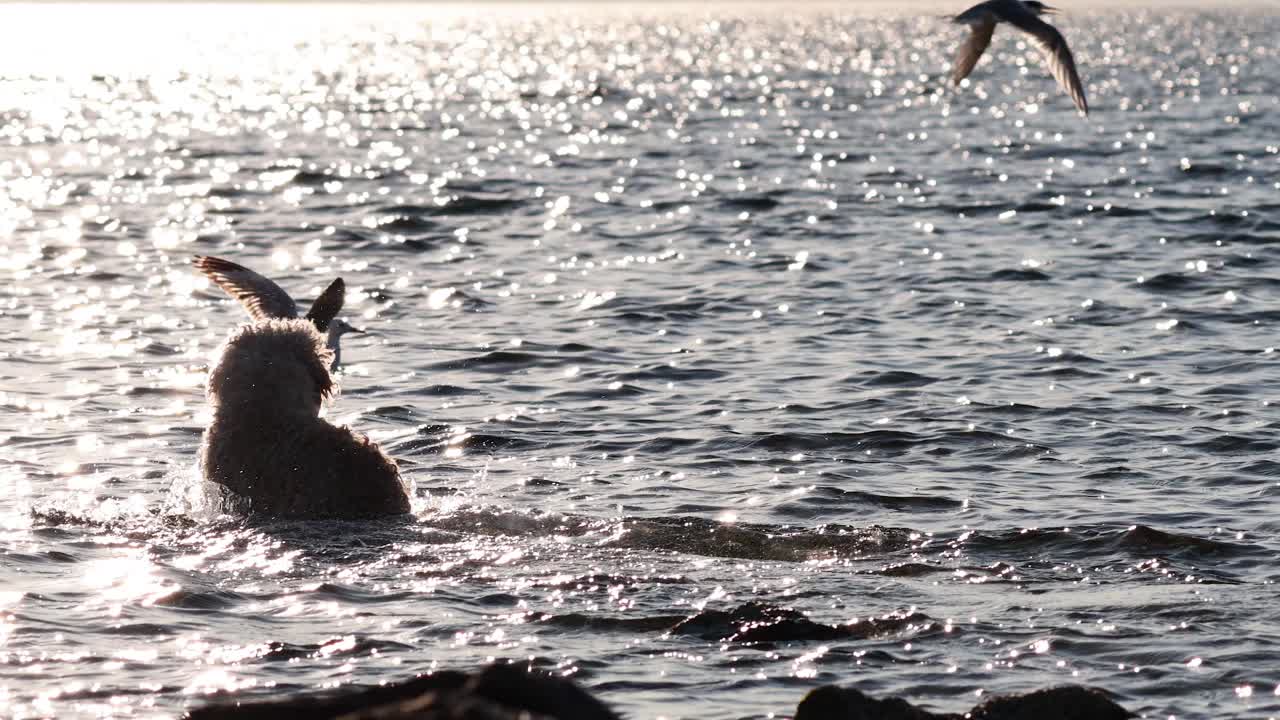 개 는 물 속 에서 놀이 를 하며 바다표범 을 고 있다