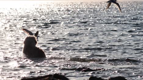 dog playfully chases seagull in the water