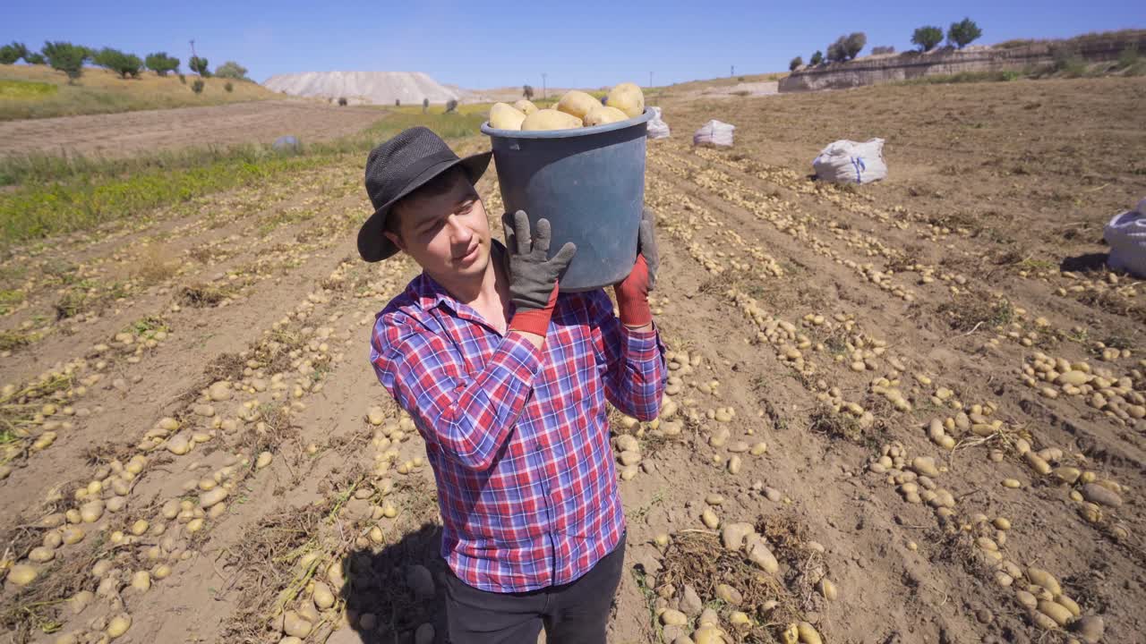 la cosecha de patatas. el agricultor recoge patatas en el campo de la cosecha.