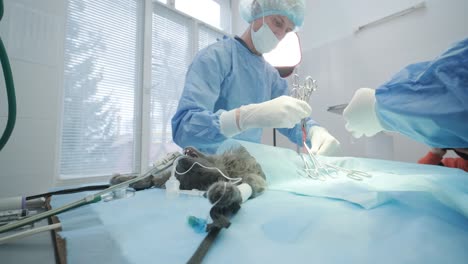 veterinarian surgeons in operating room doing cat neutering