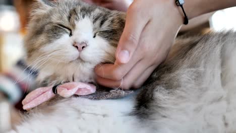 4k close up hands of the girl girl plays with sleeping cute tabby cat