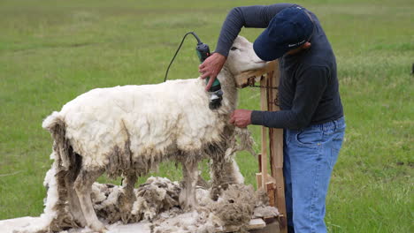 close up shot of sheep shearing. shearing sheep in corral with electric clipper
