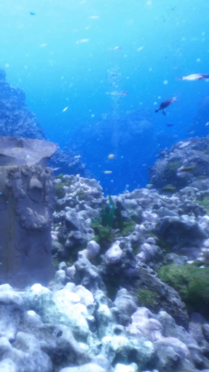 Colorful fish swim among coral in clear blue water under sunlight