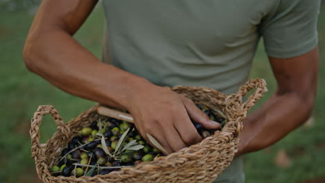 Manos-De-Jardinero-Examinando-Aceitunas-Cosechadas-Con-Escápula.-Granjero-Oliendo-Vertical