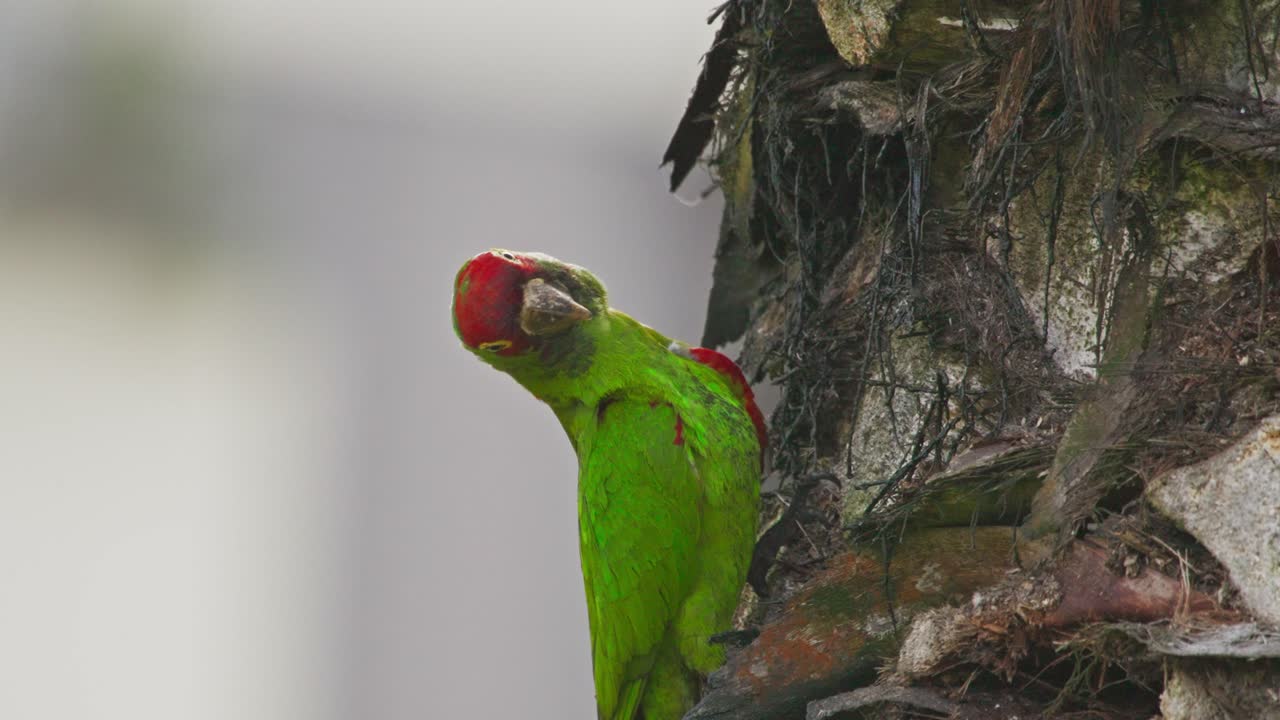 Green red-headed parrot perched on a tree, Lima, Peru, near Miraflores
