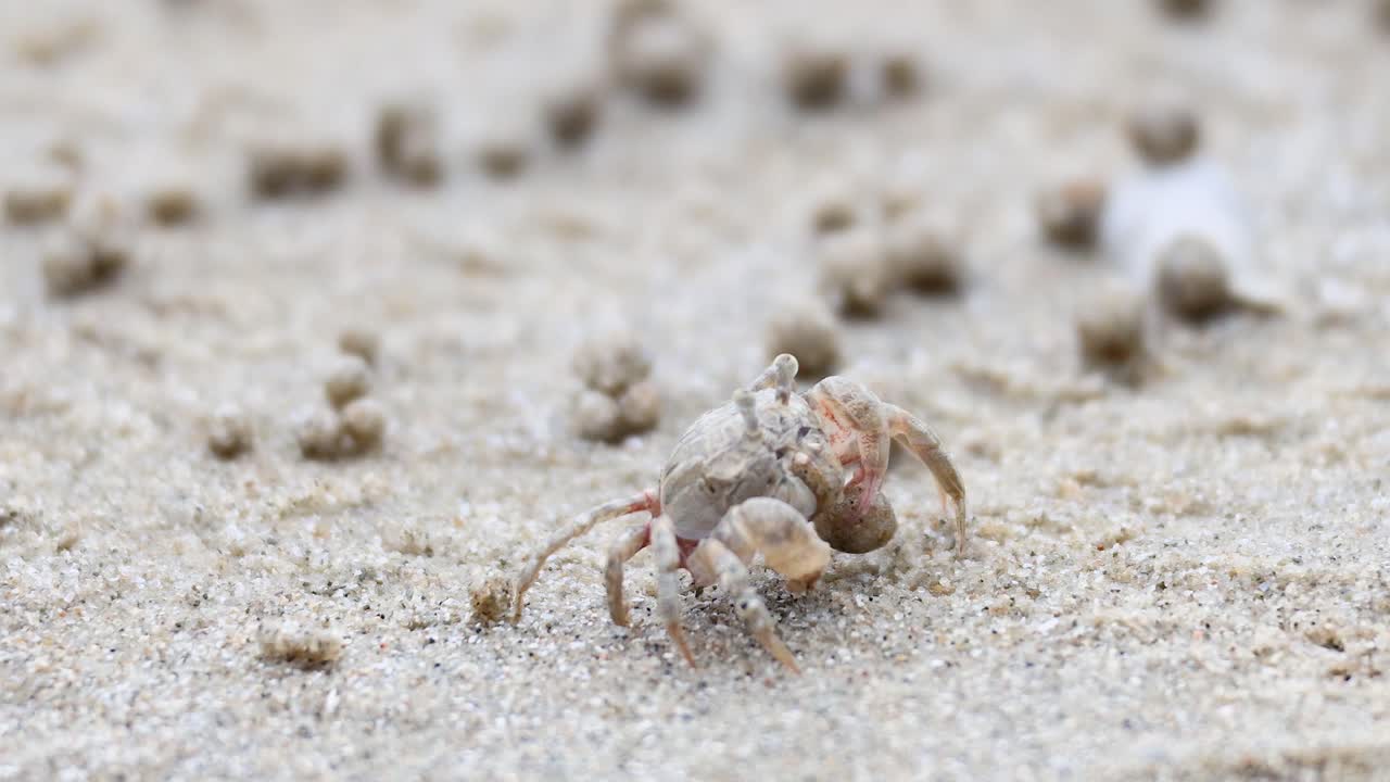 모래 해변을 가로질러 움직이는 유령 크래브