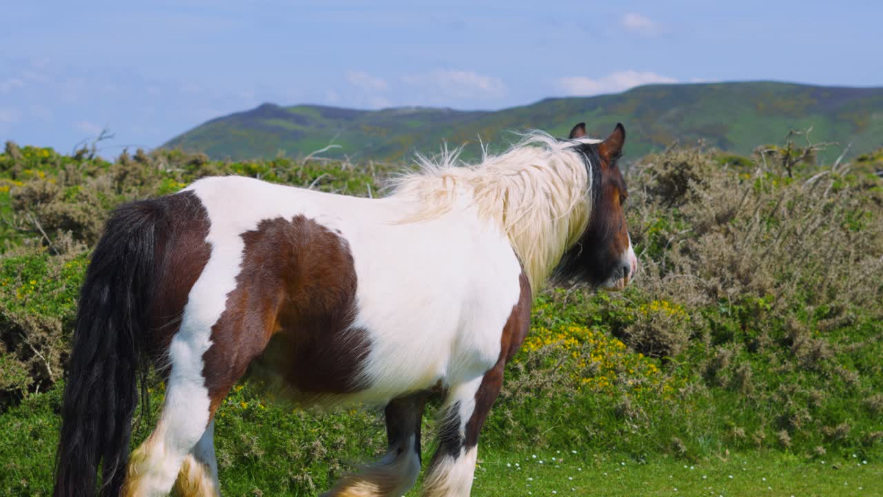 Large White and Brown Wild Horse Walking on Open Landscape with Moorland Hills in Background. Slow Motion Wildlife Nature Footage.