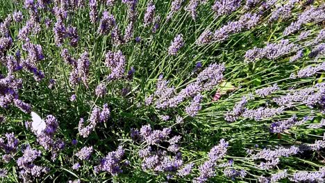 Fleißige-Hummeln-Summen-Um-Eine-Lavendelpflanze-In-Einem-Englischen-Garten-Und-Sammeln-Pollen,-Um-Sie-Zum-Bienenstock-Zurückzubringen,-Um-Dort-Honig-Zu-Produzieren