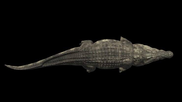Top View Of Crocodile Swimming With Alpha Channel