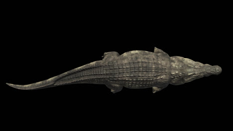 Top View Of Crocodile Swimming With Alpha Channel