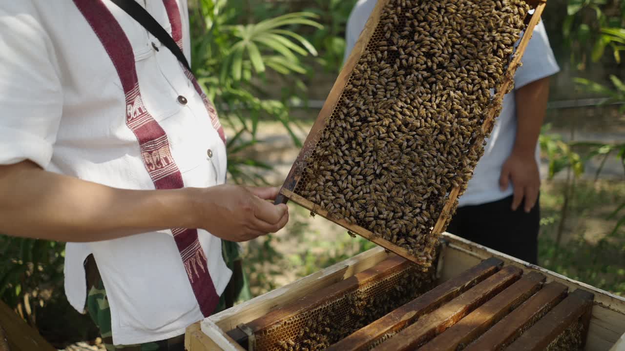 A close-up of a person inspecting a beehive frame full of honeybees