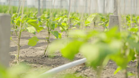 Small-bean-plants-in-a-Dutch-greenhouse-move-quietly-in-the-wind