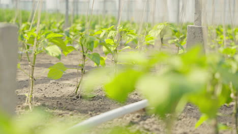 pequeñas plantas de frijol en un invernadero holandés se mueven silenciosamente en el viento
