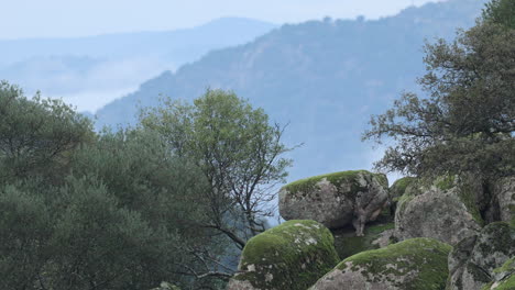 iberian lynx up on a hillside camouflaged by a rock andalucia spain