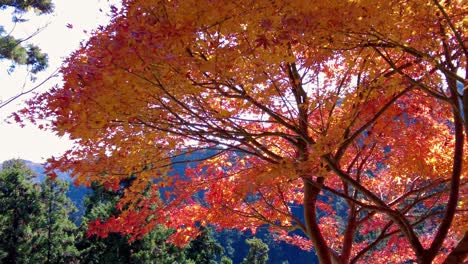 Excursión-De-Un-Día-Al-Monte-Takao:-Explora-La-Montaña-Favorita-De-Tokio