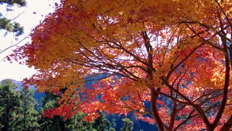 Mount Takao Day Trip: Explore Tokyo&#039;s Favorite Mountain