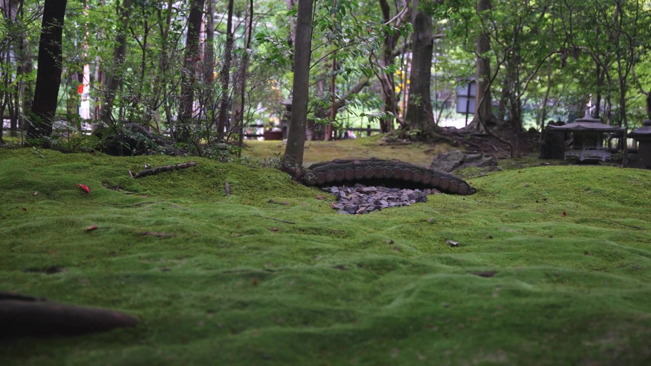 日本の苔庭、京都嵐山嵯峨野の森の神社 4K