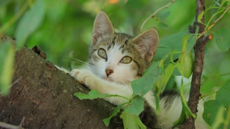 stray kitten on a tree branch. stray cat is an un-owned domestic cat that lives outdoors and avoids human contact: it does not allow itself to be handled or touched, and remains hidden from humans.