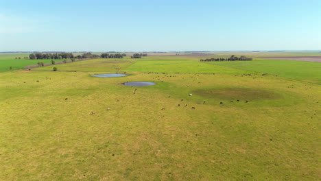 aerial shot off cows in in a green grass landscape, drone flys over high