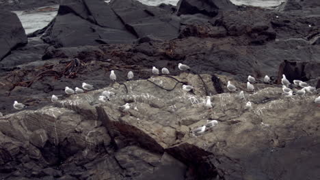 colony of bird posing on rocks