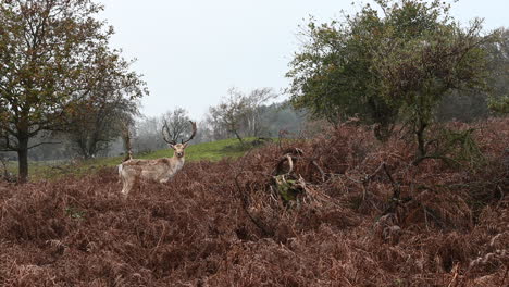 Spotted-Deer-or-Chital-stag,-looking-at-camera-standing-between-dead-ferns,-the-Netherlands