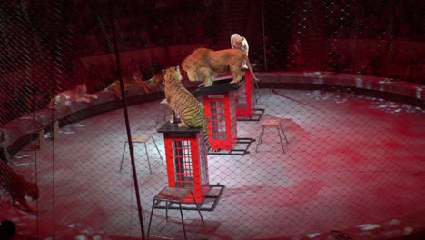 circus lion and tiger show