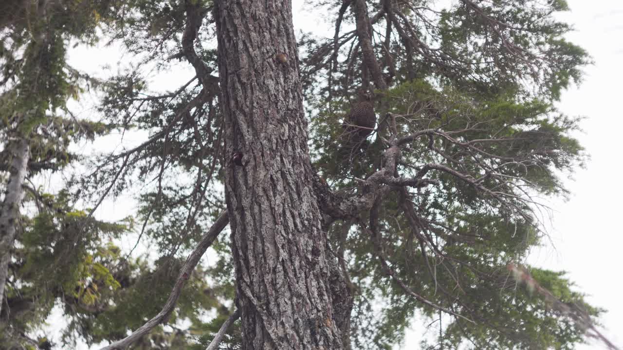 Un uccello appollaiato su rami nella foresta del Monte Baker nello stato di Washington, USA